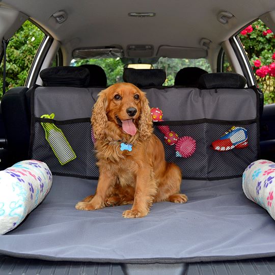 12503493_954158811378069_1272507578_n