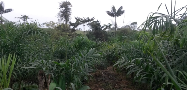 Hacienda San Fernando