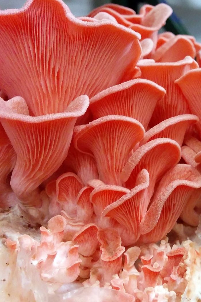 WhatsApp Image 2020-12-10 at 15.31.29