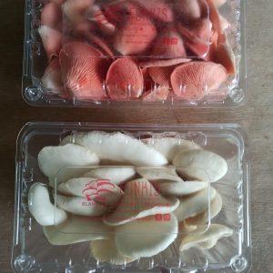 Hongos ostra 100% orgánicos y frescos