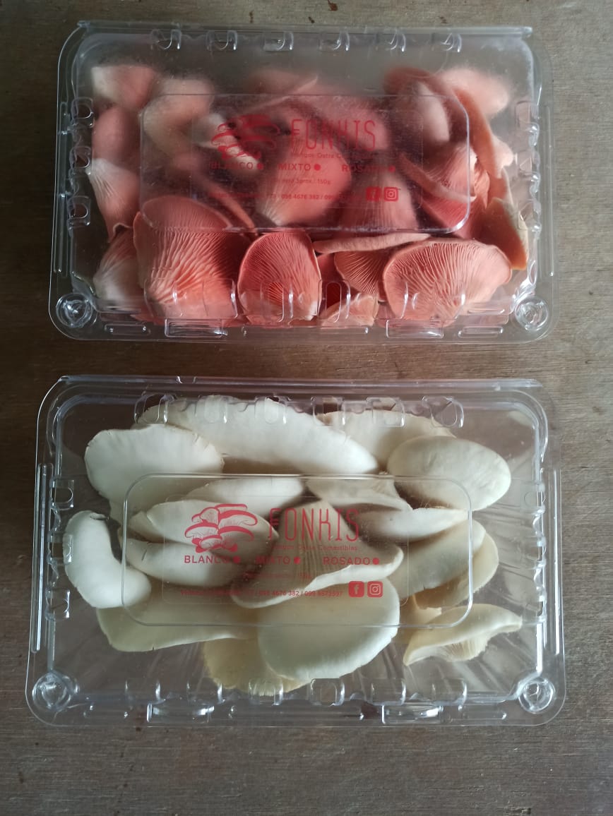WhatsApp Image 2020-12-10 at 19.05.15 Hongos ostra 100% orgánicos y frescos