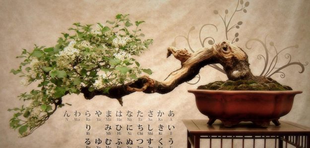 Palets, bamboo y Bonsái