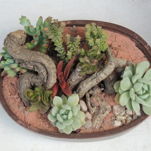 Arreglo troncos y suculentas