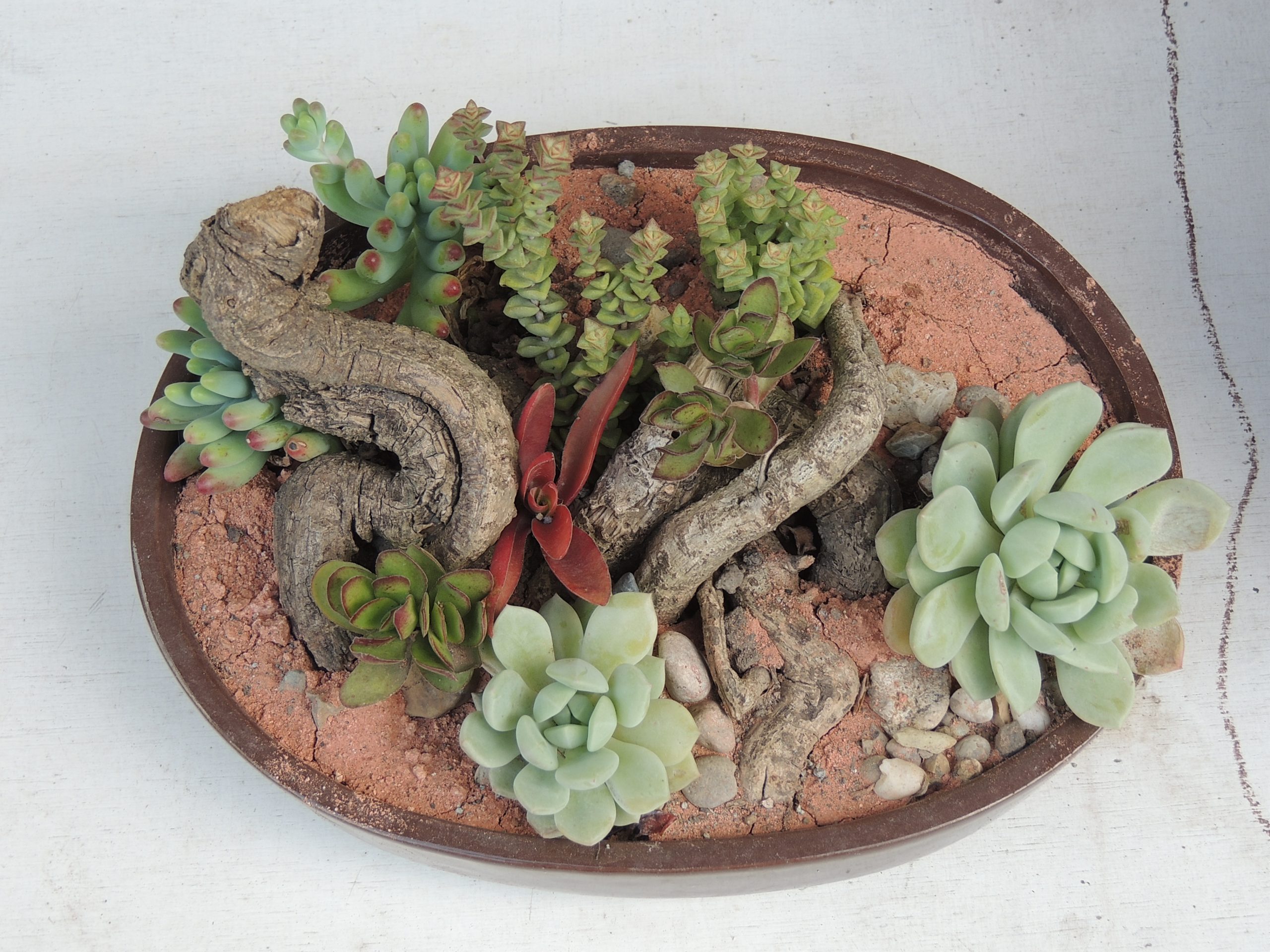 DSCN0150 Arreglo troncos y suculentas